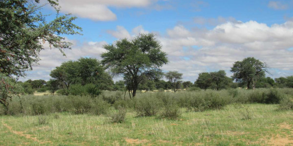 Kalahari Cattle Farm for Sale