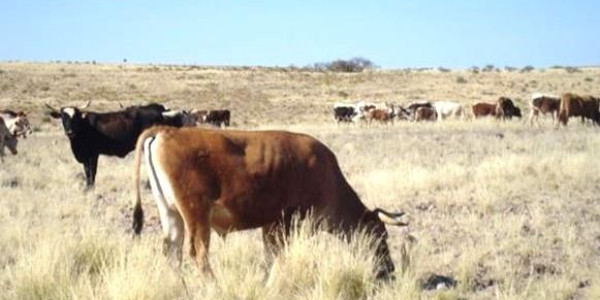 Farm for Sale near Keetmanshoop