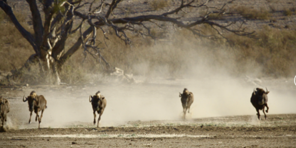 KALAHARI GAME FARM