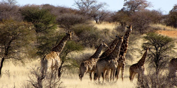 KALAHARI GAME FARM