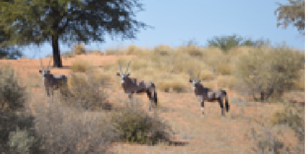 KALAHARI GAME FARM