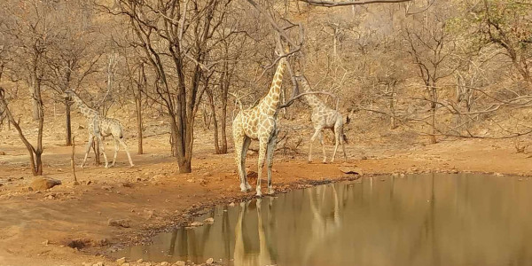 Farm for Sale near Otavi