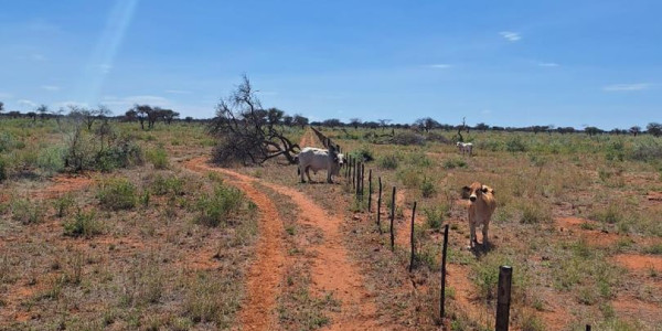 Cattle & Game Farm in the Hochfeld area.