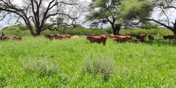 Irrigation Farm for Sale in Otavi Region – Ideal for Foreign Investors