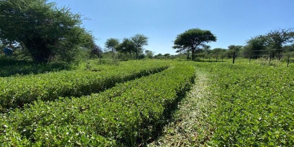 A Rare Opportunity to Own Your Dream Farmland!