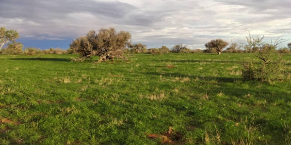 Own your piece of paradise with this expansive 4509ha farm for sale with Kalahari red sands and sunsets presented by Agent Michelle.