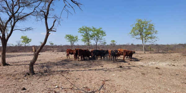 Farm for Sale - Close to Okaukuejo, perfect location for a tourist lodge.