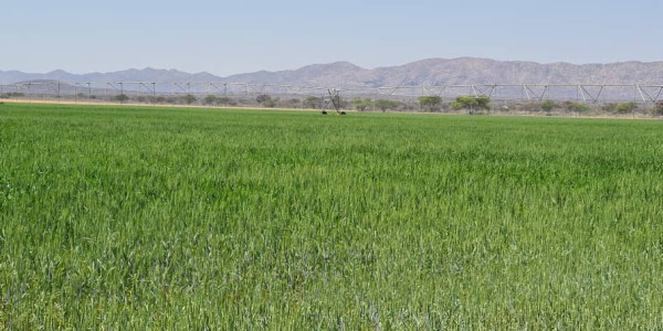 Irrigation Farm for Sale in Otavi Region – Ideal for Foreign Investors