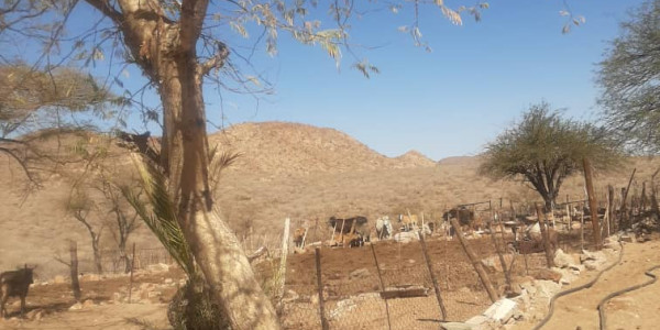 CATTLE FARM FOR SALE KHOMAS HOCHLAND