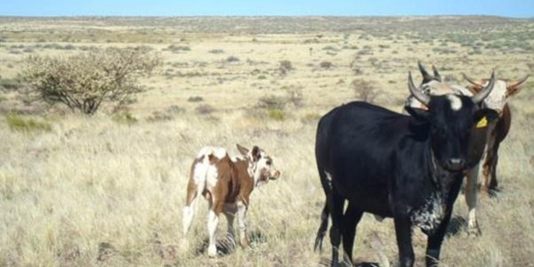 Farm for Sale near Keetmanshoop