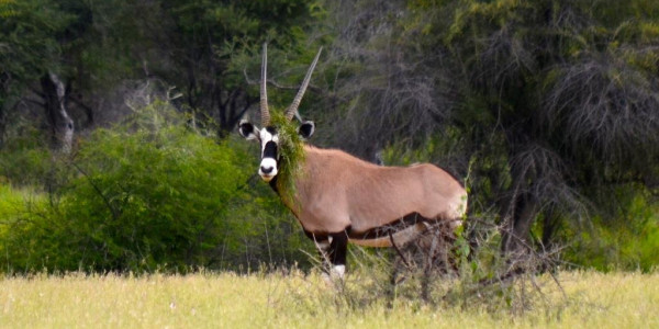 KALAHARI GAME FARM