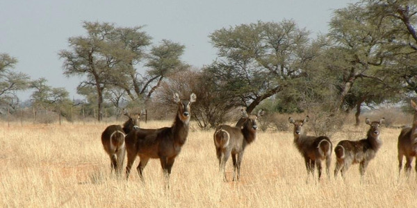 KALAHARI GAME FARM