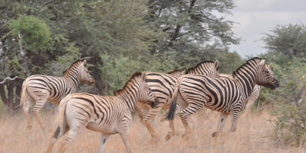 KALAHARI GAME FARM