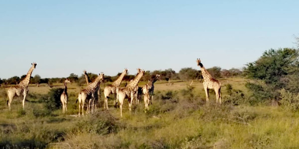 Guest/ Game Farm for Sale N$ 34.5 Mil