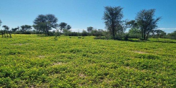 CATTLE FARM FOR SALE IN GOBABIS DISTRICT: BUITEPOS