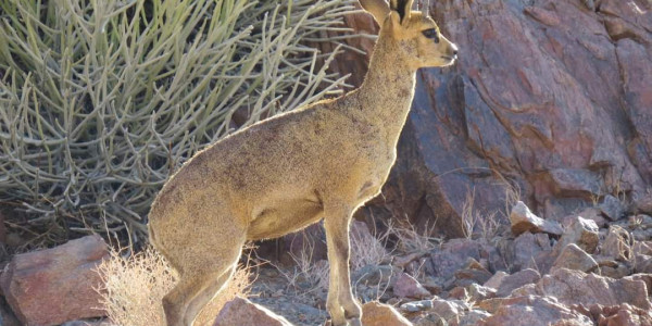 Want to relax on a Game Farm on the border between SA and Namibia?