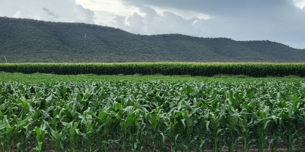 Irrigation Farm for Sale in Otavi Region – Ideal for Foreign Investors