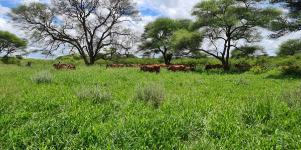 Irrigation Farm for Sale in Otavi Region – Ideal for Foreign Investors