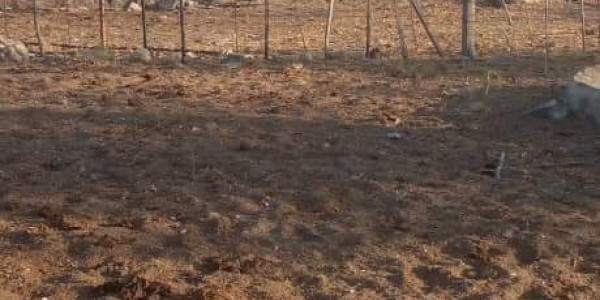 CATTLE FARM FOR SALE KHOMAS HOCHLAND