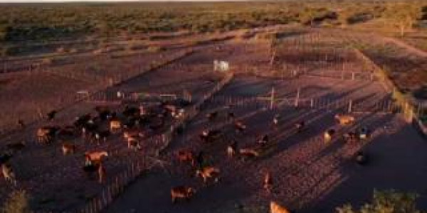 CATTLE FARM FOR SALE IN GOBABIS DISTRICT