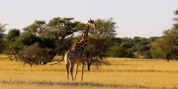 KALAHARI GAME FARM