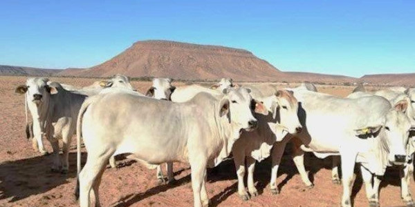 Beautiful Farm in Southern Namibia