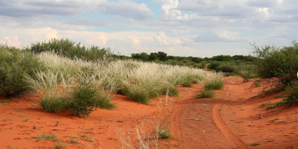 KALAHARI GAME FARM