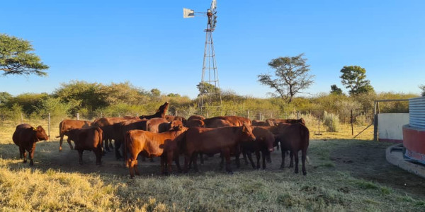 Irrigation Farm for Sale in Otavi Region – Ideal for Foreign Investors