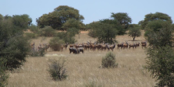 KALAHARI GAME FARM