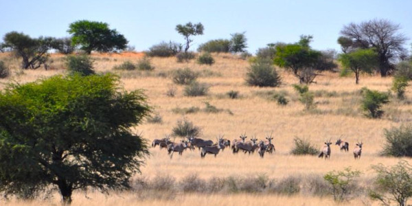 KALAHARI GAME FARM