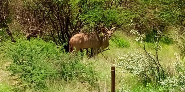 5 Hectares Land for Sale in Secure Estate with Free-Roaming Wildlife, Okahandja