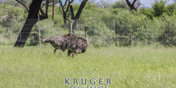 Agricultural smallholding situated approximate 20 km North-East of Omaruru on the banks of the Omaruru river