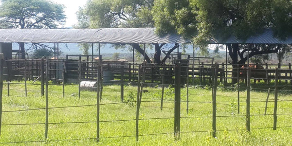 Irrigation Farm for Sale in Otavi Region – Ideal for Foreign Investors