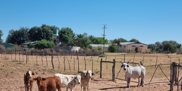 CATTLE FARM FOR SALE IN GOBABIS DISTRICT: BUITEPOS