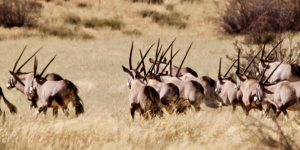 KALAHARI GAME FARM